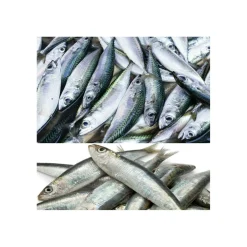 Köderfische Salzwasserfische