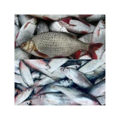 Köderfische Süßwasser