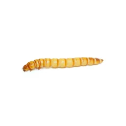 Lebende Riesen-Mehlwürmer in Dose 40g