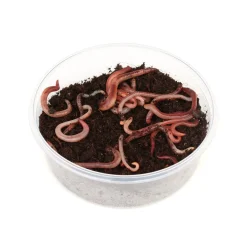Lebende Rotwürmer Rotwurm-Mix 150 g Schale