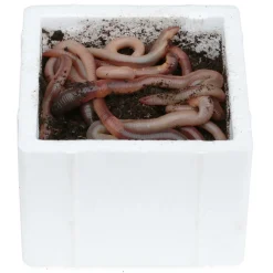 Lebende Tauwürmer Thermobox 24 Stück Angelwürmer